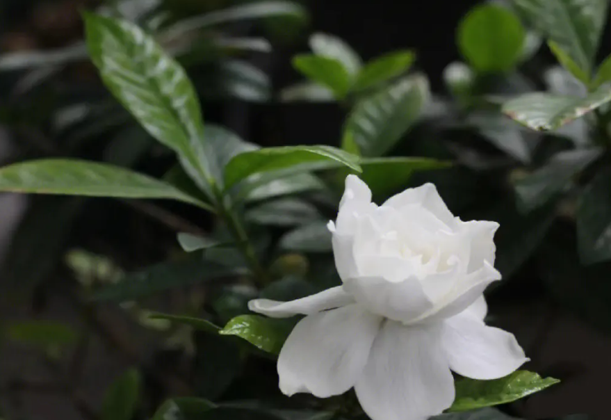 栀子花可以长多高