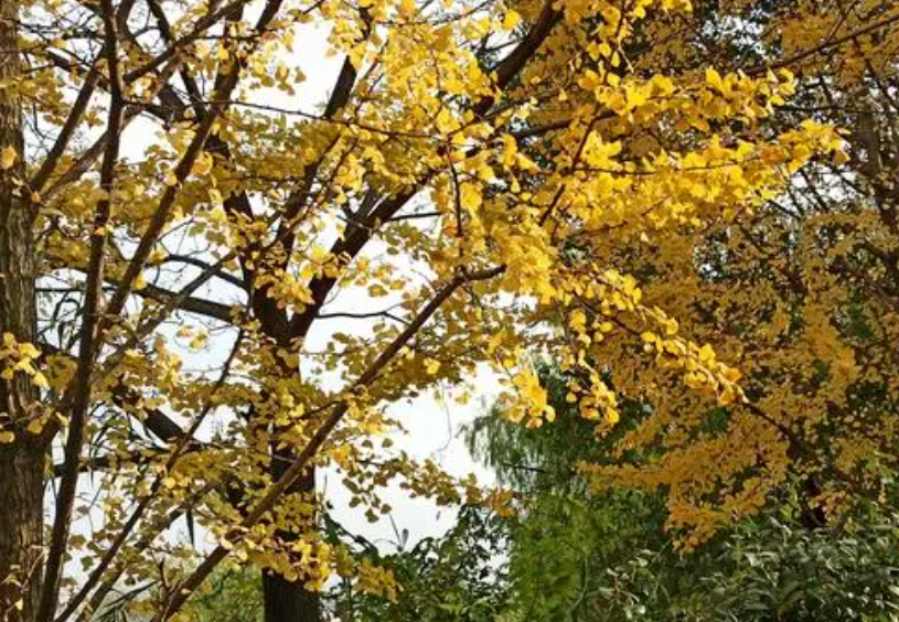 门口种银杏树好不好