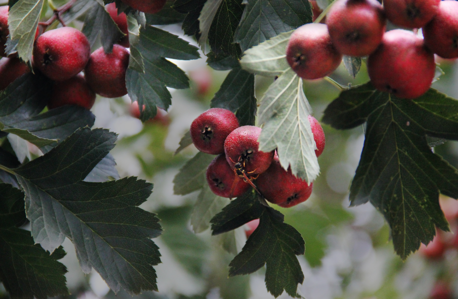 山楂树适宜的省份