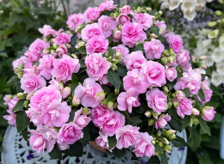 非洲重瓣凤仙花的修剪