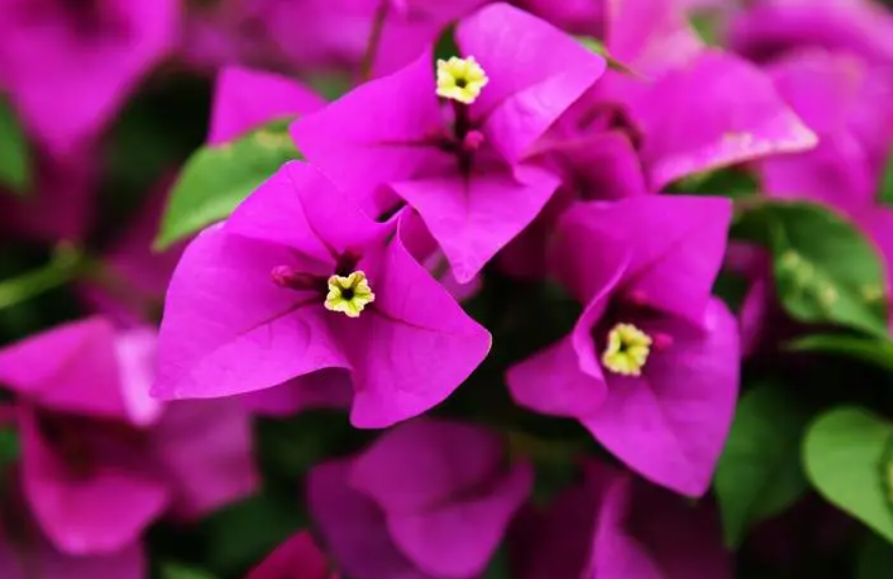 三角梅花后如何修剪