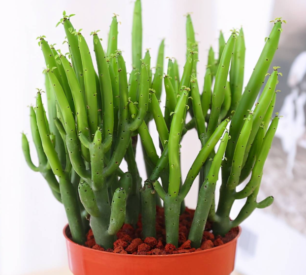 光棍树的养殖方法