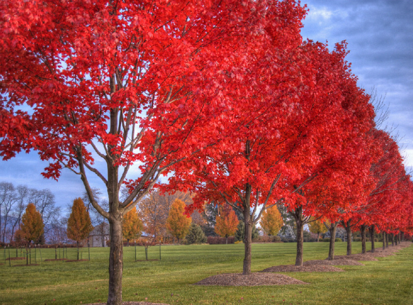 美国红枫树什么时间修剪最佳