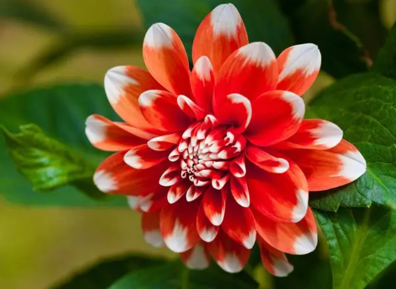 大丽花的种子长在哪里