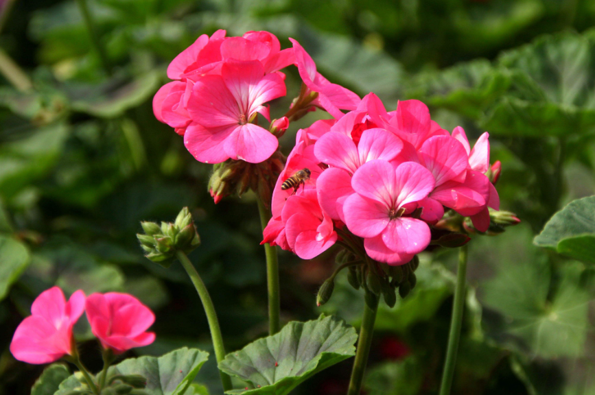 天竺葵为什么不开花