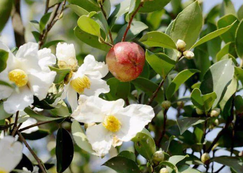 油茶树可以施尿素吗