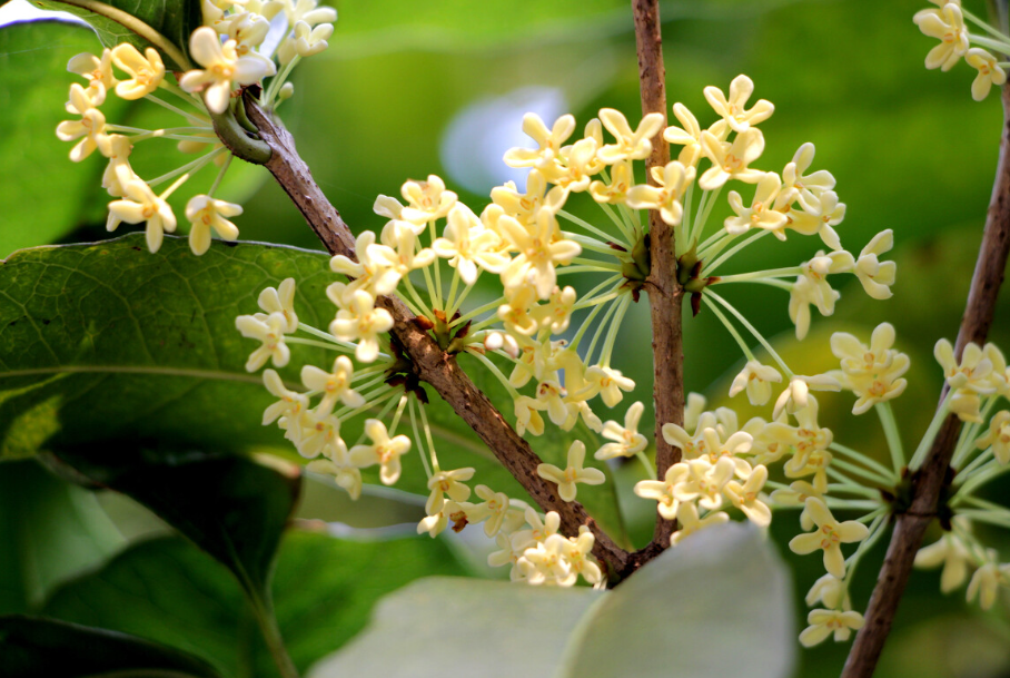 桂花的养殖方法