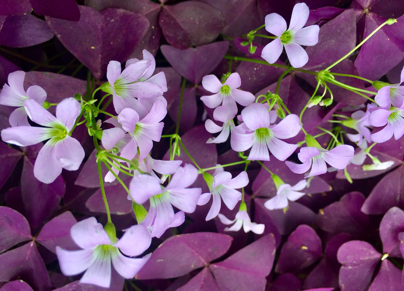 紫色酢浆草的花语