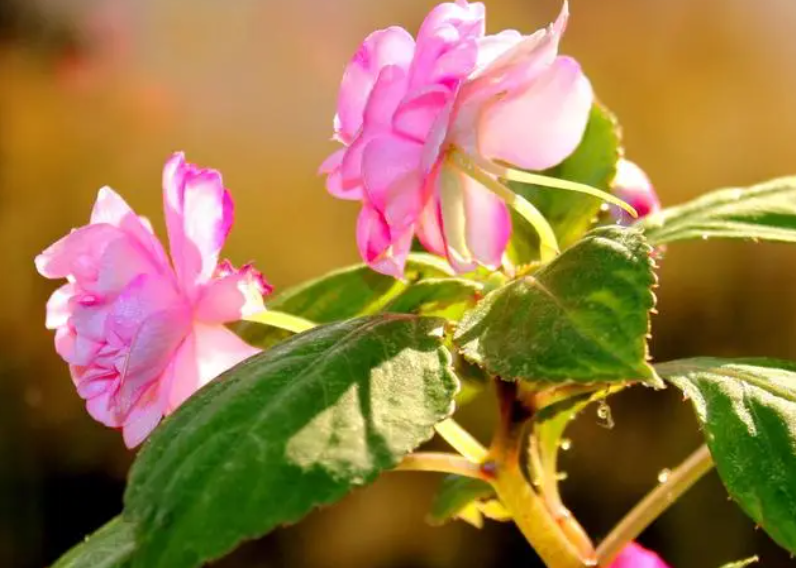 玻璃翠花有毒吗