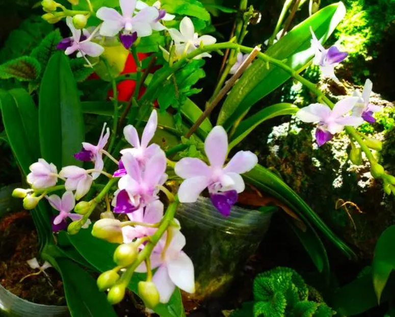 石斛花怎样养可以开花