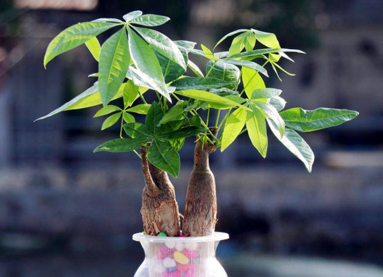 八方来财树怎么扦插