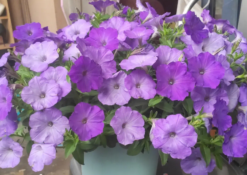 矮牵牛花怎么繁殖