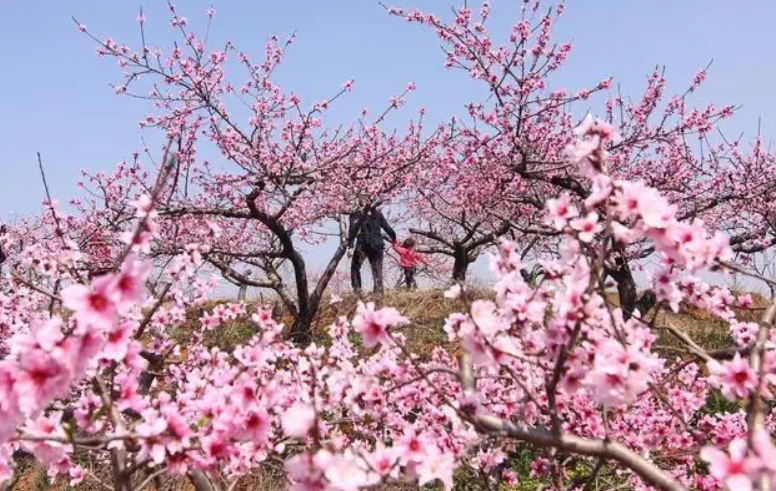 屋后栽桃树对人好不好