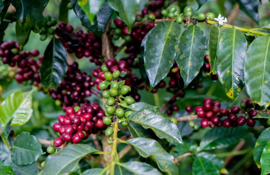 中国为啥不让种咖啡树