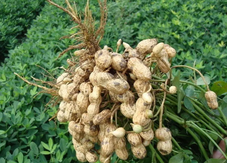 山东花生品种大全