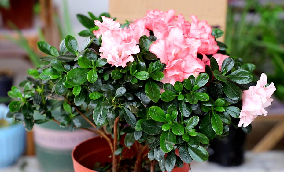 用什么水浇杜鹃花