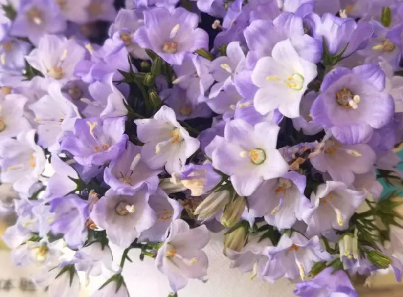 风铃花的风水作用