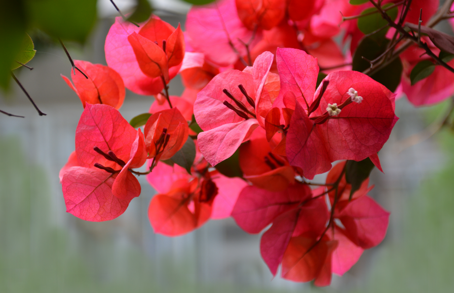 三角梅要开花了如何浇水