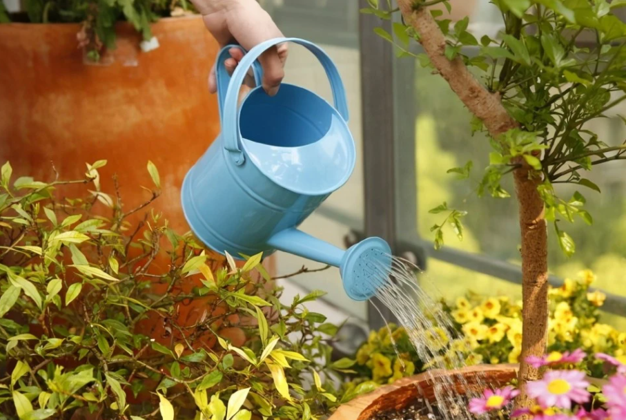 直接用尿液浇花好不好