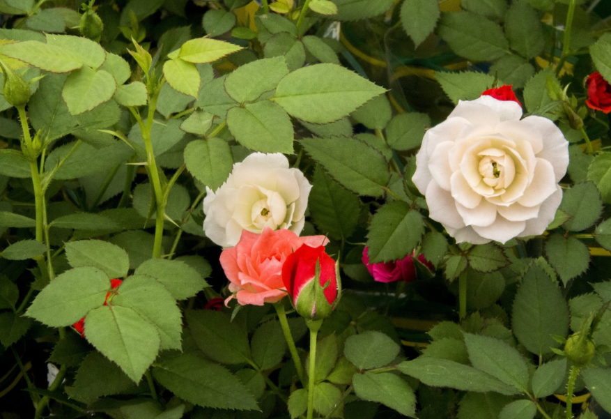 玫瑰花追施什么肥料好