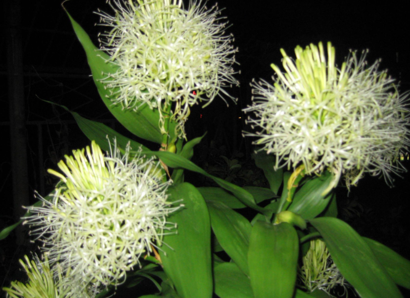 富贵竹开花之前有什么现象