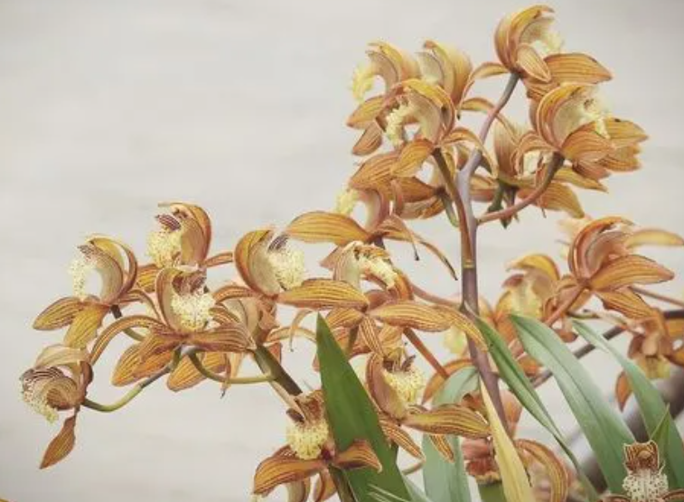 秋兰如何养才能开花