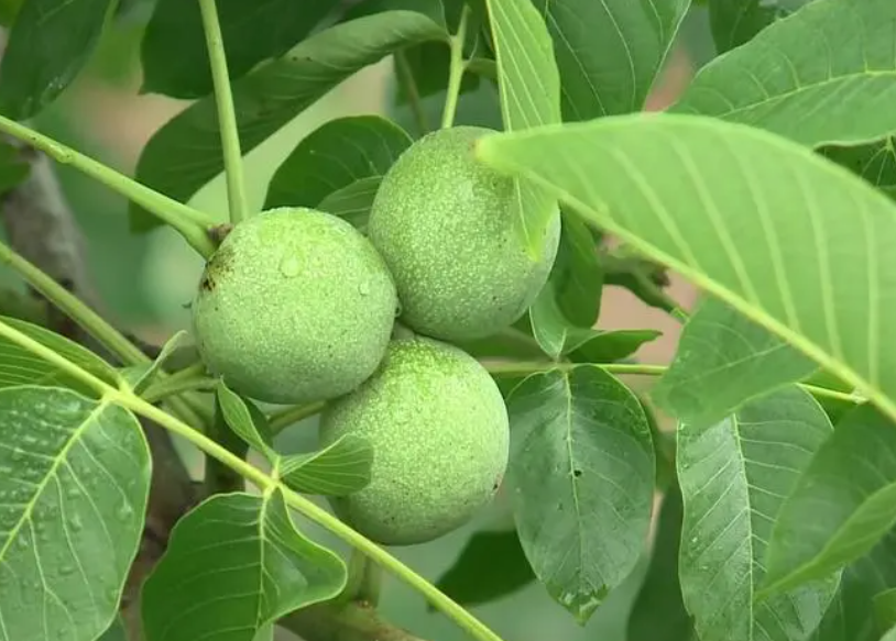 核桃树适合种家里哪个位置