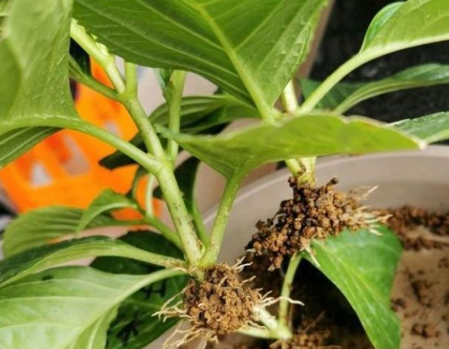 使用什么方法让花快速生根