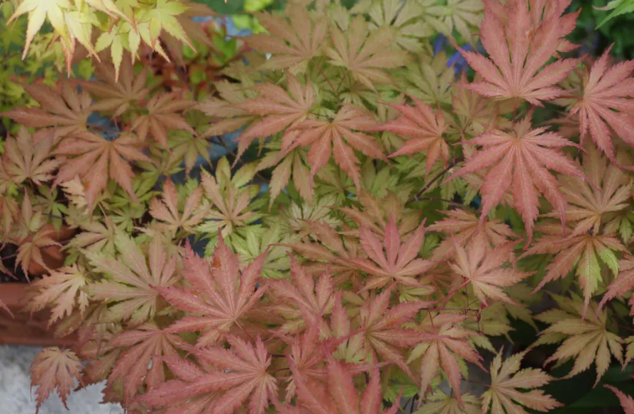 枫树的养护注意事项