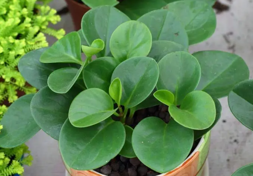 豆瓣绿突然开花预兆风水