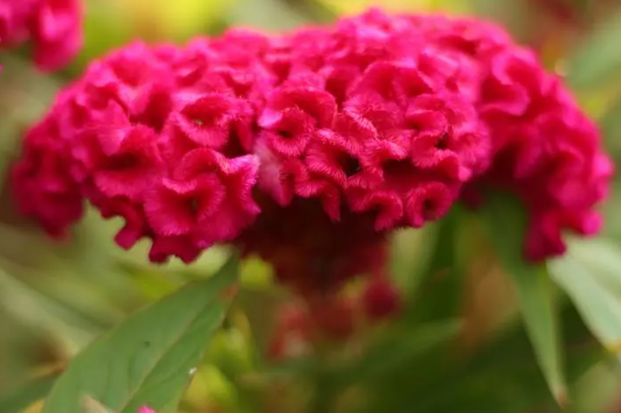 鸡冠花有几种品种