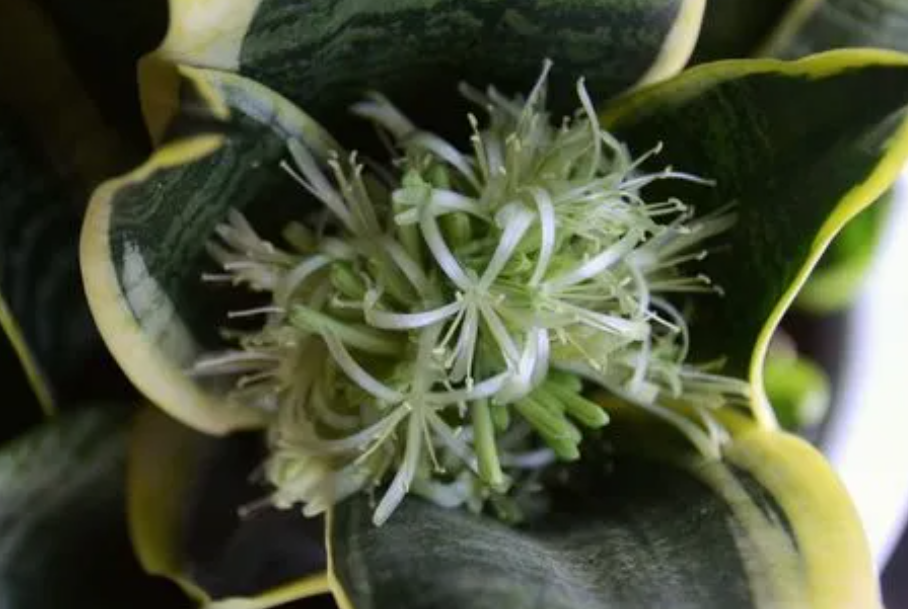 虎皮兰开花的迷信说法