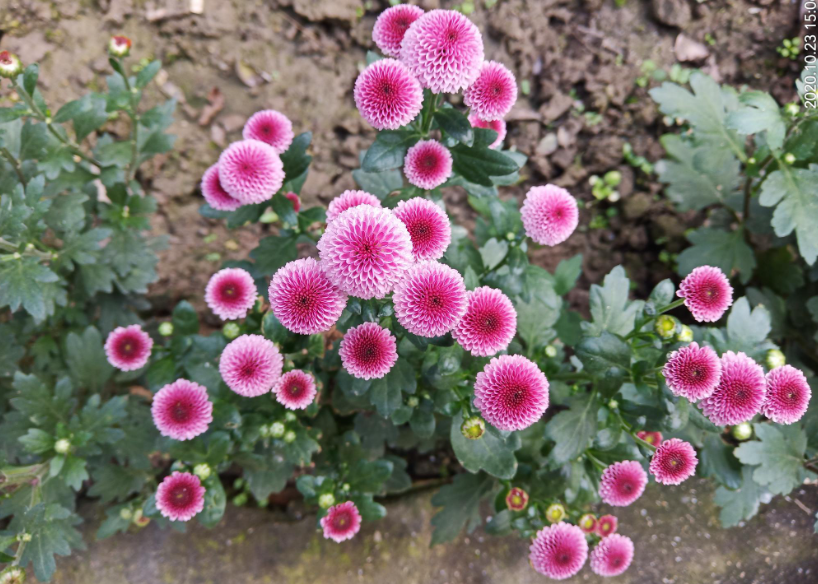 地栽菊花怎么过冬