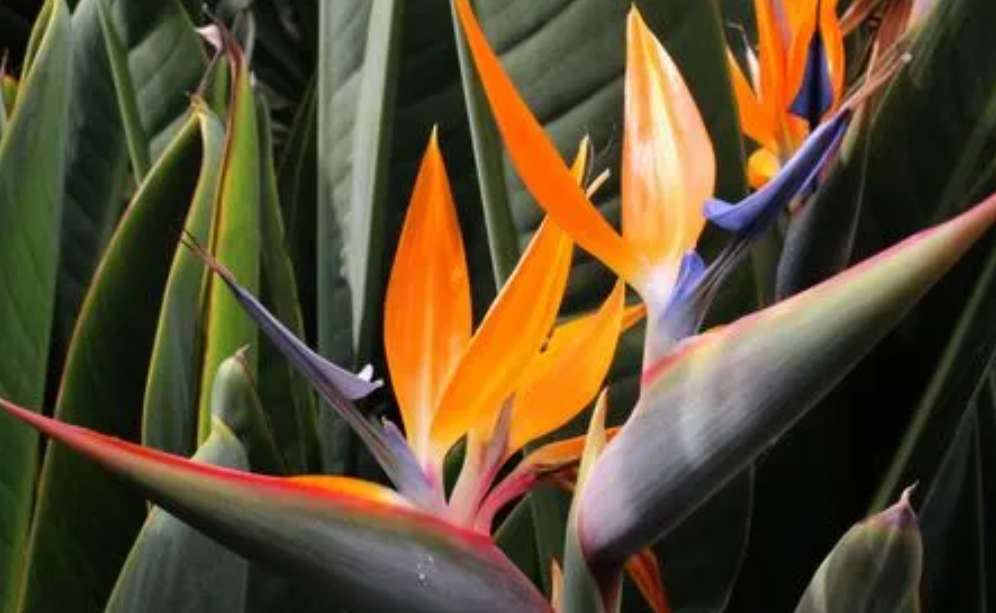 鹤望兰的花养对家有什么好处