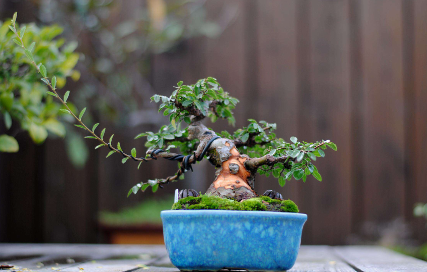 小榆树是不是怕暴晒