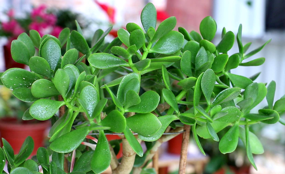 玉树要经常浇水吗