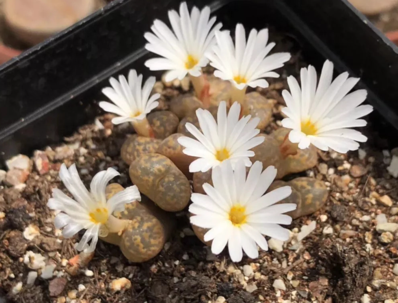 多肉石头花怎么养能开花