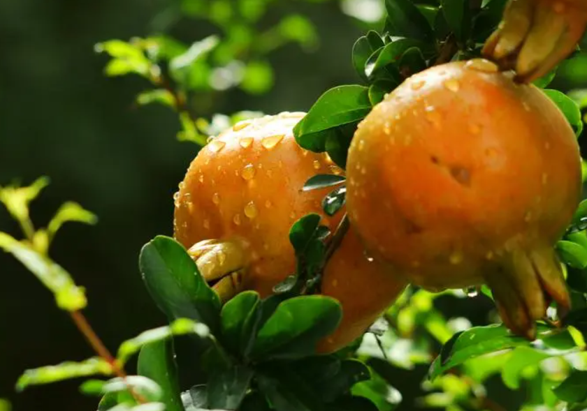 家里种石榴树会带来什么灾难