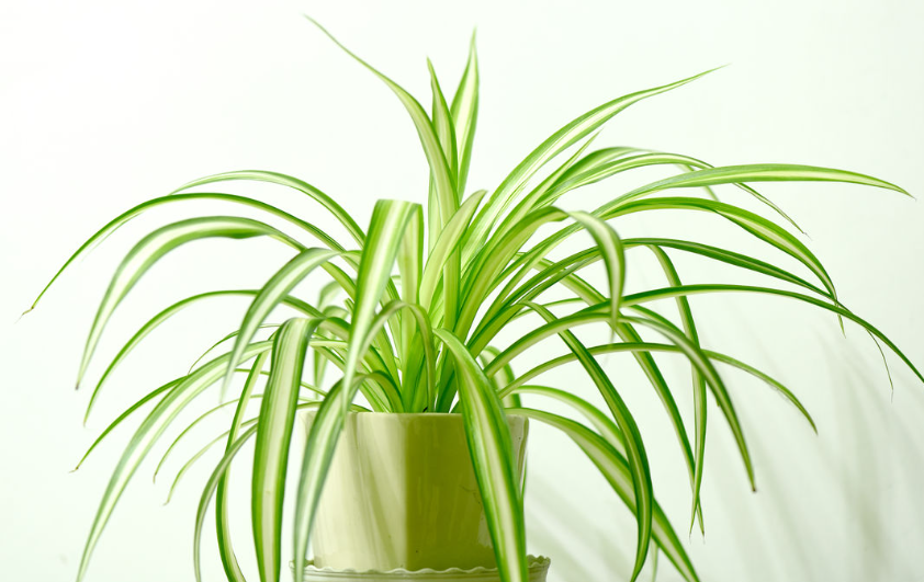 吊兰用什么花盆比较好