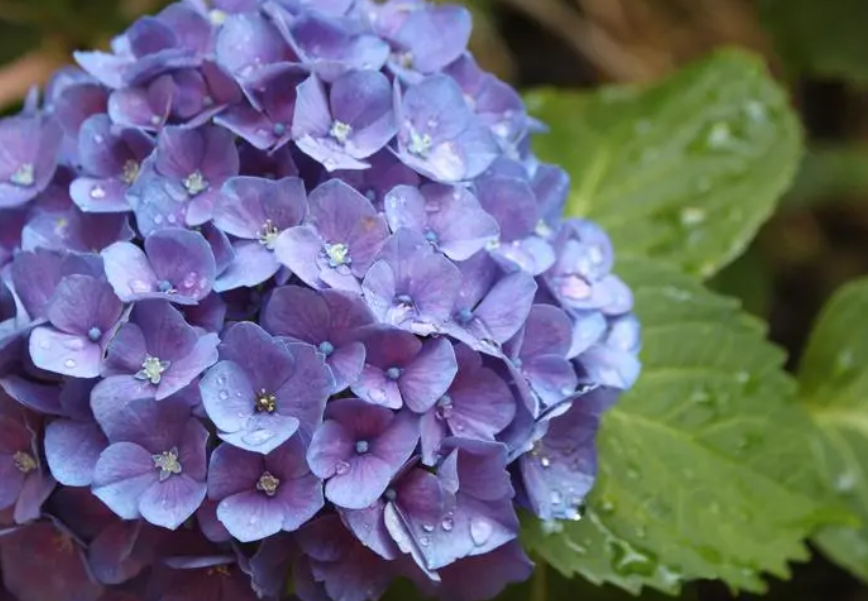 绣球花栽种的最佳季节