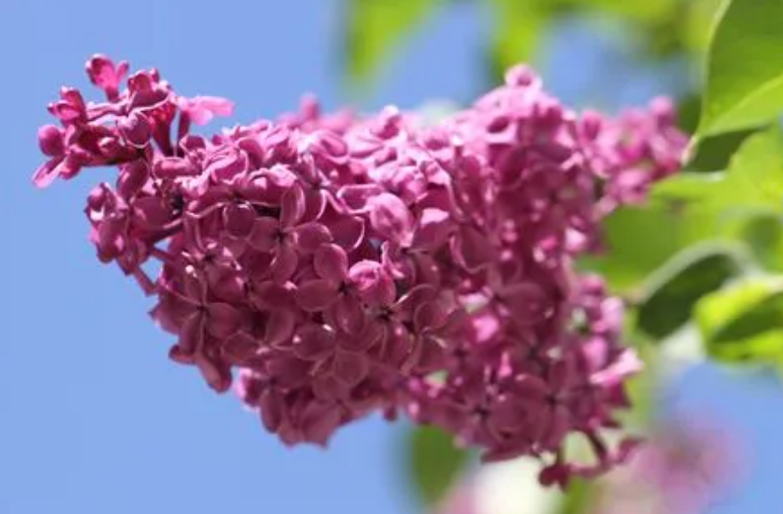 丁香花可以在室内养吗