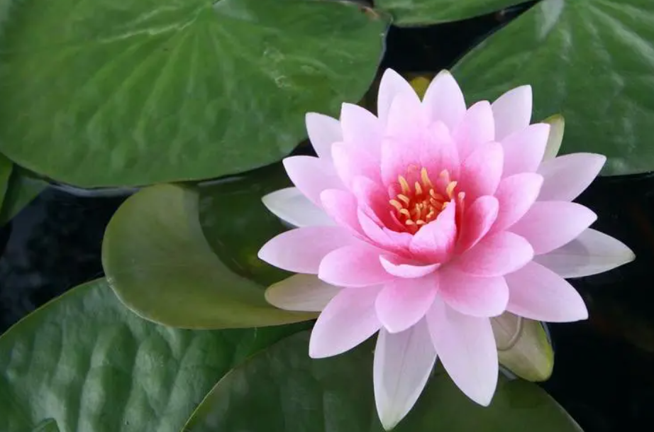 睡莲什么时候开花