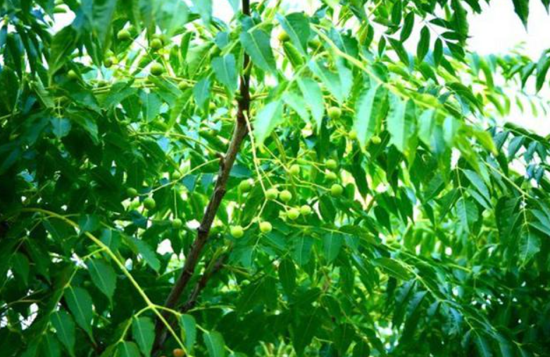 为什么家里不能种香椿树