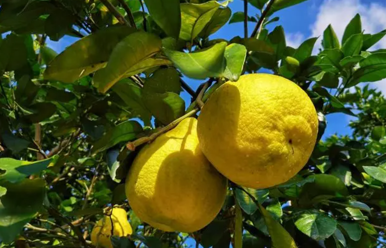 移栽的柚子树叶子掉完了