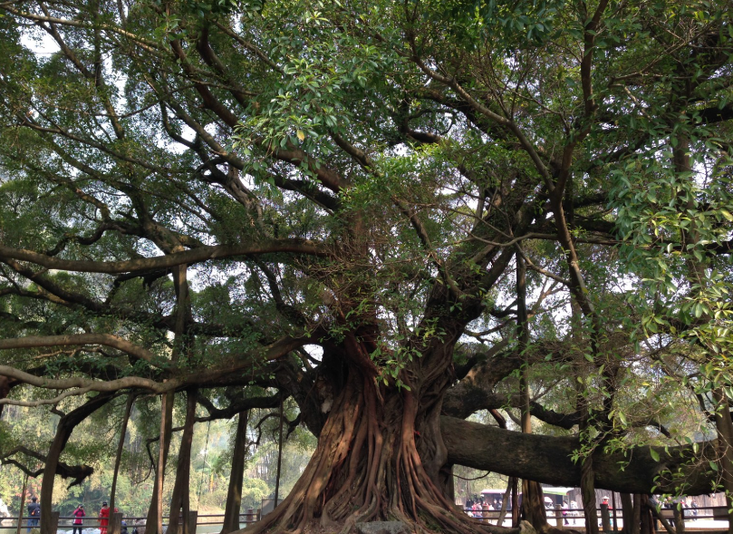 榕树什么时候换土合适