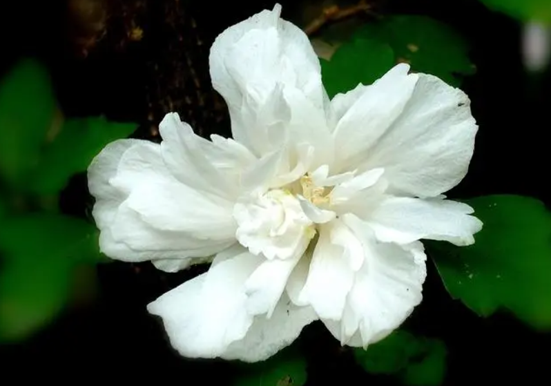 木槿花怎样扦插成活率高