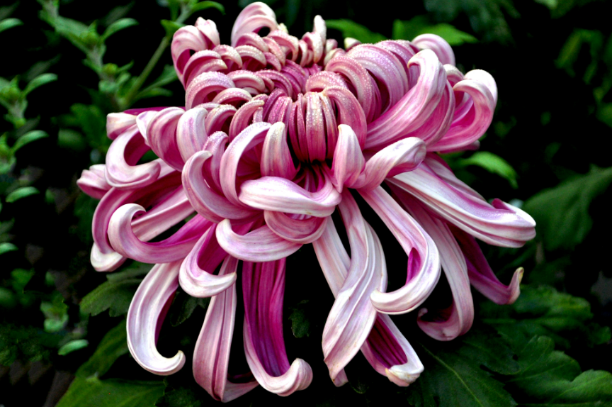 菊花在夏天需要躲太阳吗