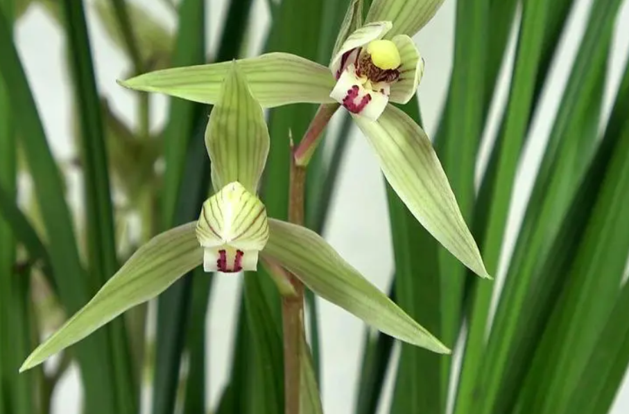 兰花幼苗腐苗如何处理