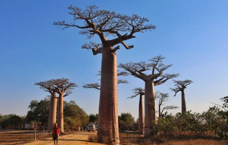 为什么禁止种猴面包树