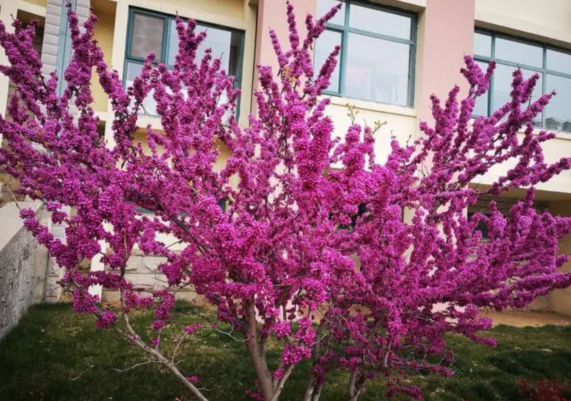 庭院中种什么树风水好